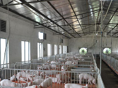 400平方豬舍配水簾風(fēng)機(jī)怎么計(jì)算？速吉通風(fēng)案例詳解