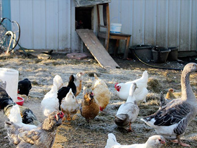 蛋雞舍怎樣安裝水冷風(fēng)機(jī)？蛋雞舍水冷風(fēng)機(jī)安裝步驟