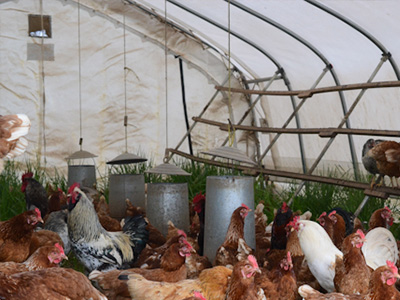 蛋雞舍怎樣安裝水冷風(fēng)機(jī)？蛋雞舍水冷風(fēng)機(jī)安裝步驟